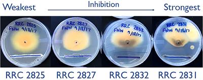 Transcriptomic Response of Fusarium verticillioides to Variably Inhibitory Environmental Isolates of Streptomyces